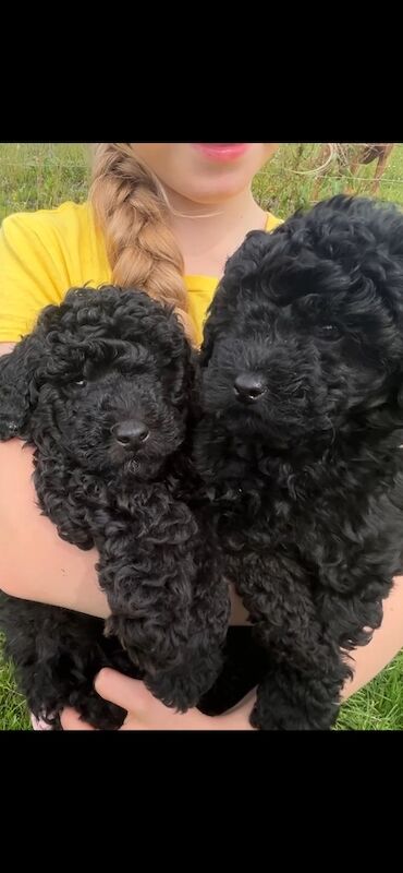 Tiny toy poodle puppies