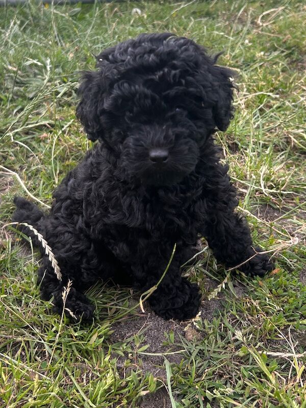 Tiny toy poodle puppies - Image 2 of 10