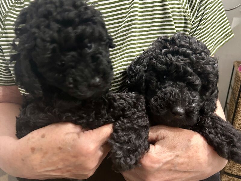 Tiny toy poodle puppies - Image 3 of 10