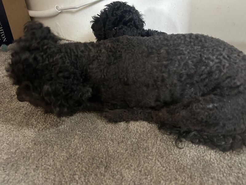 Tiny toy poodle puppies - Image 4 of 10