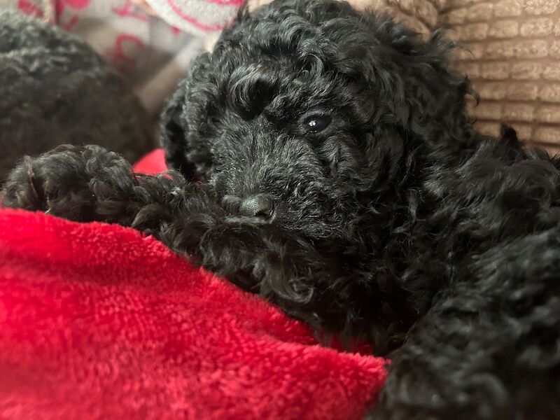 Tiny toy poodle puppies - Image 5 of 10