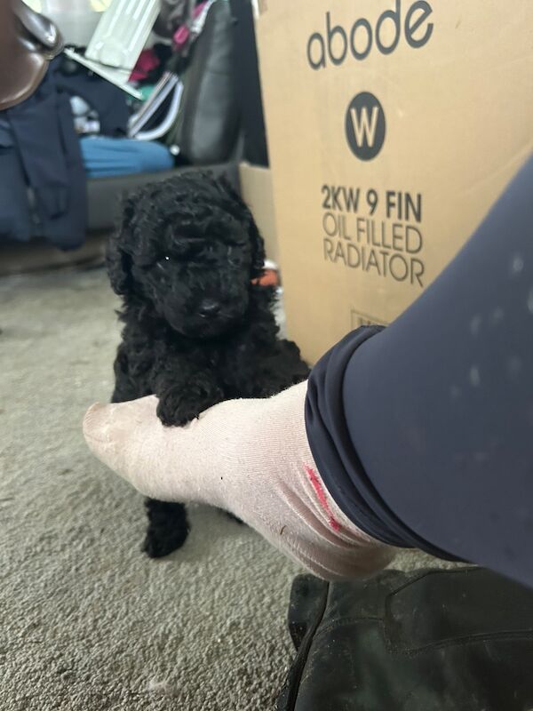 Tiny toy poodle puppies - Image 6 of 10