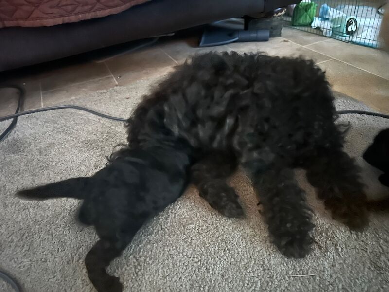 Tiny toy poodle puppies - Image 7 of 10