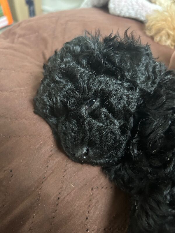 Tiny toy poodle puppies - Image 8 of 10