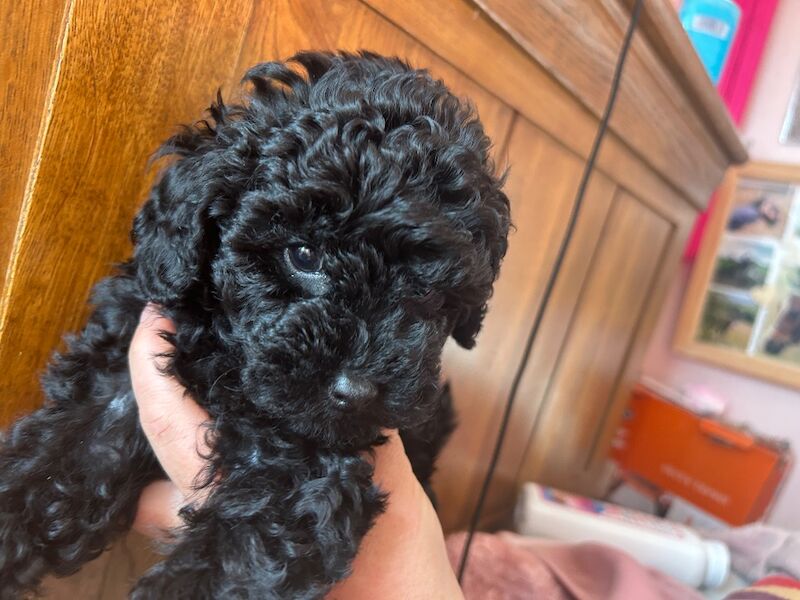 Tiny toy poodle puppies - Image 9 of 10