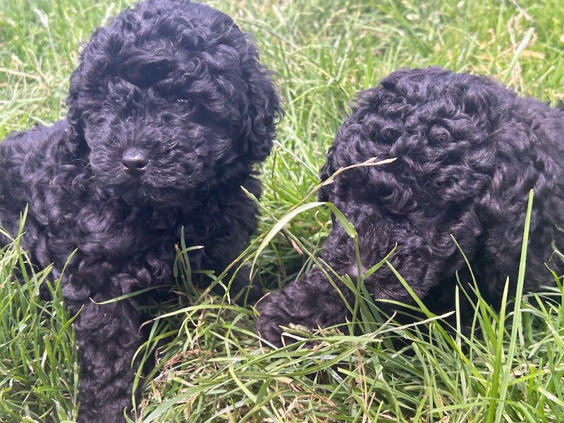 Tiny toy poodle puppies - Image 10 of 10