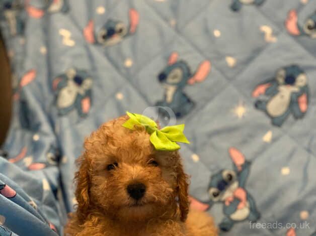 Poodle puppies for sale in Bristol – 1 year old - Image 2 of 5