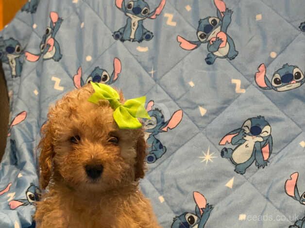 Poodle puppies for sale in Bristol – 1 year old - Image 4 of 5