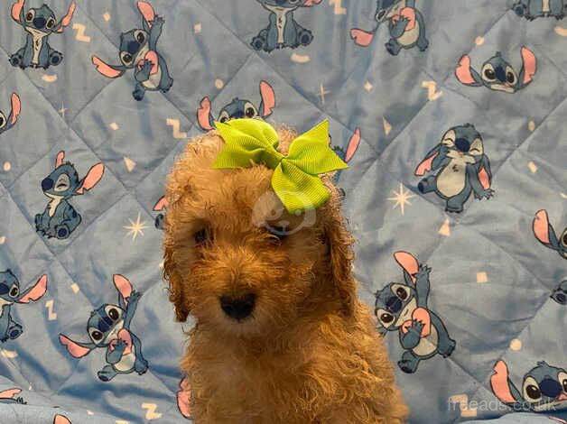 Poodle puppies for sale in Bristol – 1 year old - Image 5 of 5