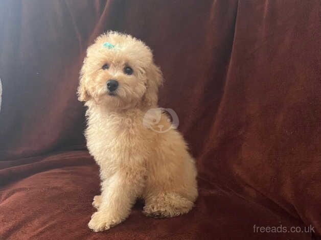 Poodle puppies for sale in Bristol – 1 year old - Image 1 of 5