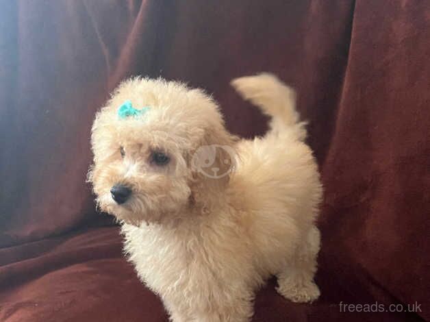 Poodle puppies for sale in Bristol – 1 year old - Image 2 of 5