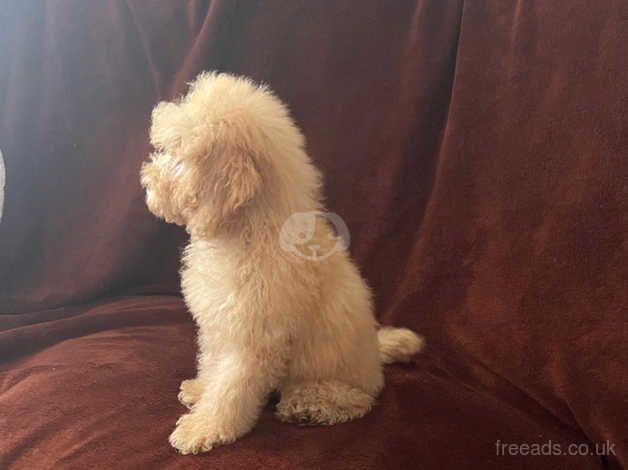 Poodle puppies for sale in Bristol – 1 year old - Image 3 of 5