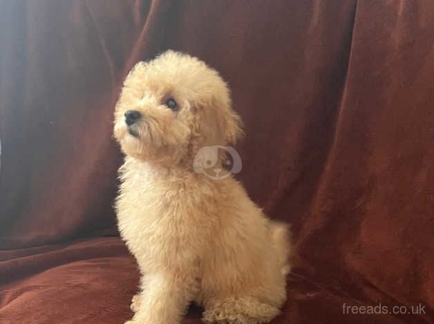 Poodle puppies for sale in Bristol – 1 year old - Image 4 of 5