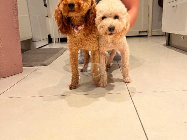 Poodle puppies for sale in Bristol – 1 year old - Image 5 of 5