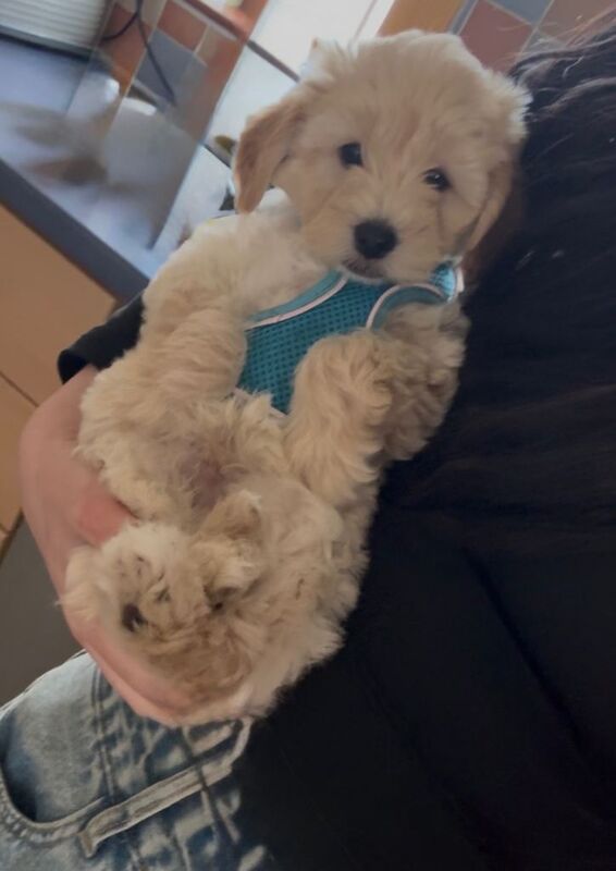 Tiny Toy Poodle x boy