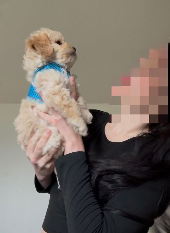 Tiny Toy Poodle x boy - Image 2 of 3
