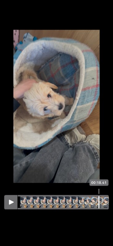 Tiny Toy Poodle x boy - Image 3 of 3
