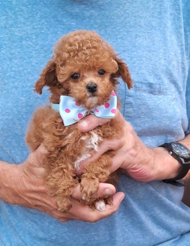 Tiny Toy Poodles