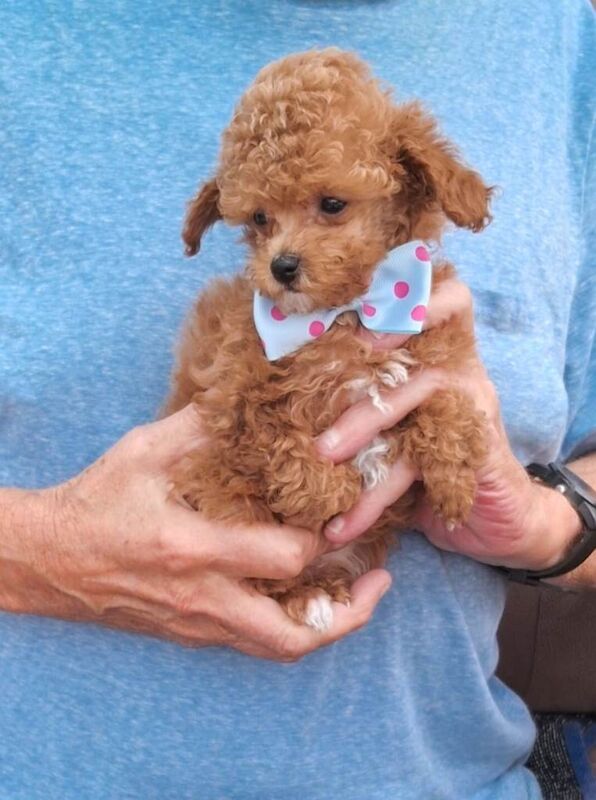 Tiny Toy Poodles - Image 2 of 3