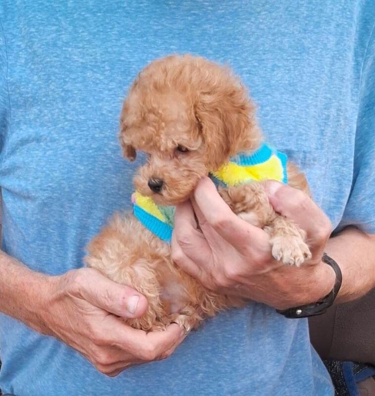 Tiny Toy Poodles - Image 3 of 3