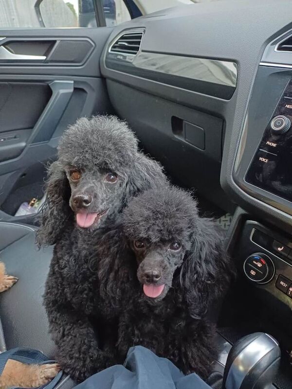 Top poodle