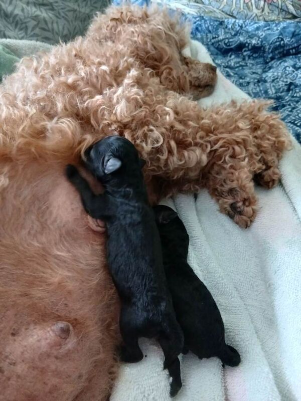 Top poodle - Image 2 of 5