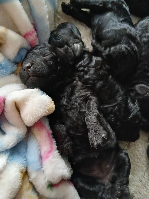 Top poodle - Image 3 of 5