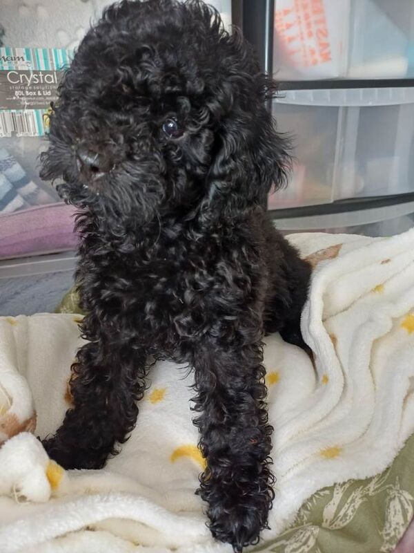 Top poodle - Image 5 of 5