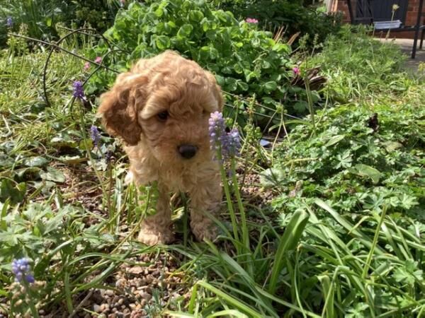 TOY Cockapoo BOY Ready for Rehoming 25th May for sale in Redditch, Worcestershire