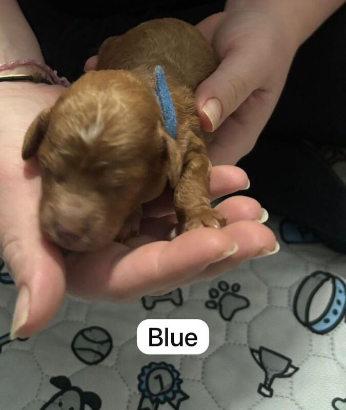 Poodle puppies for sale in Swadlincote, Derbyshire – KC registered, 5 weeks old