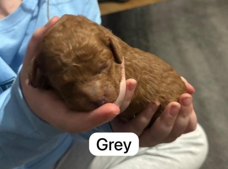 Toy cockerpoo puppies - Image 3 of 3