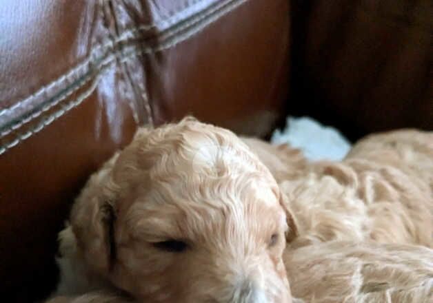 Poodle puppies for sale in Tredegar, Blaenau Gwent – 1 year old - Image 2 of 5