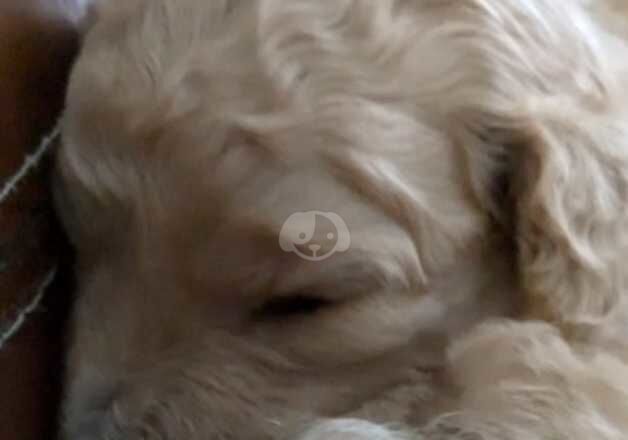 Poodle puppies for sale in Tredegar, Blaenau Gwent – 1 year old - Image 3 of 5