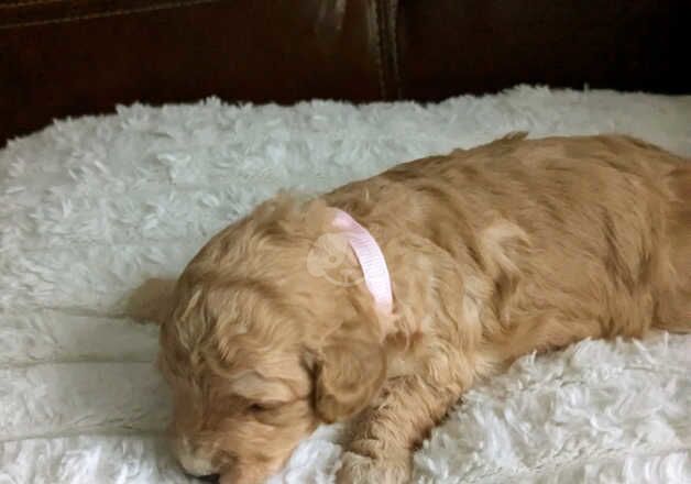 Poodle puppies for sale in Tredegar, Blaenau Gwent – 1 year old - Image 4 of 5