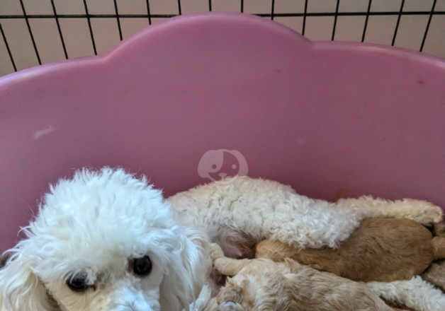 Poodle puppies for sale in Tredegar, Blaenau Gwent – 1 year old - Image 5 of 5