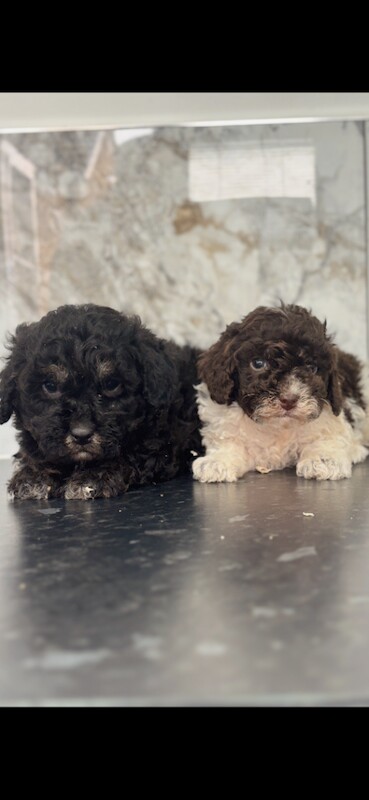 Poodle Puppies For Sale Under £1,000