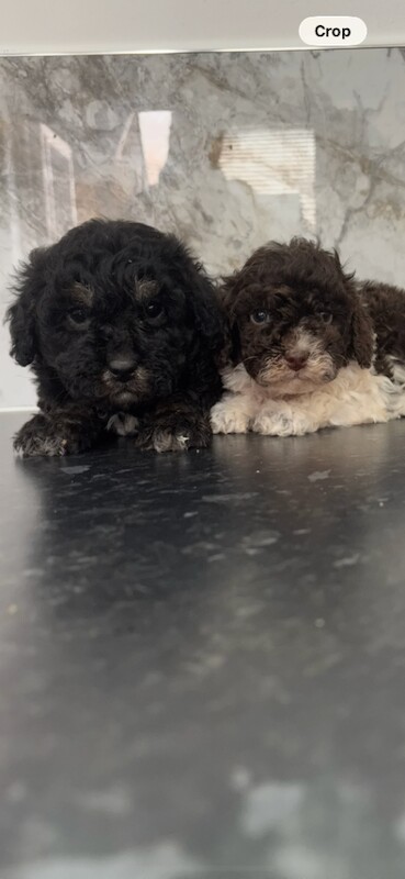 Toy maltiopoo puppies (toy poodle) - Image 2 of 4