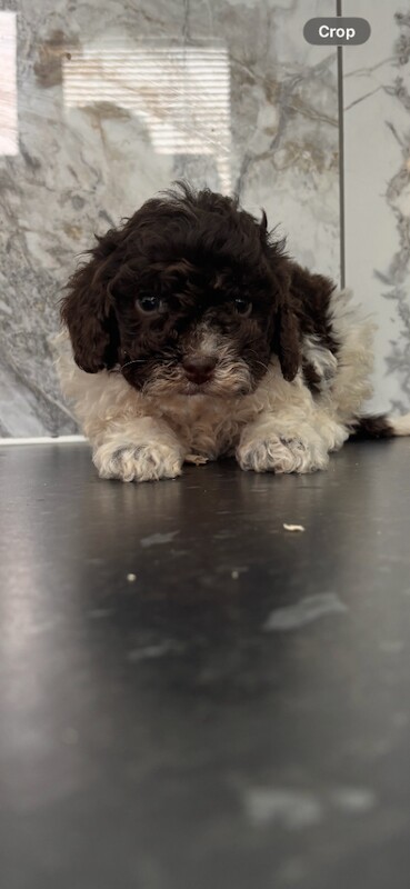 Toy maltiopoo puppies (toy poodle) - Image 3 of 4