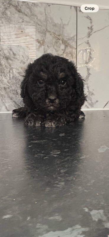 Toy maltiopoo puppies (toy poodle) - Image 4 of 4