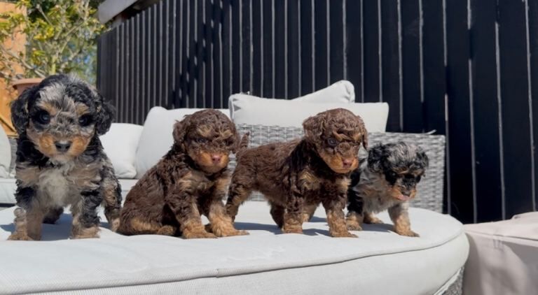 Toy Phantom Poodle - Image 2 of 6