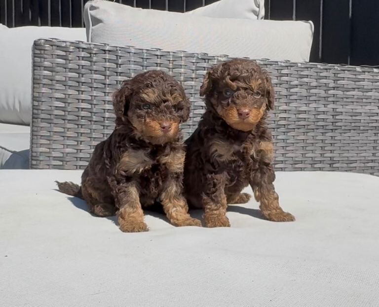 Toy Phantom Poodle - Image 3 of 6