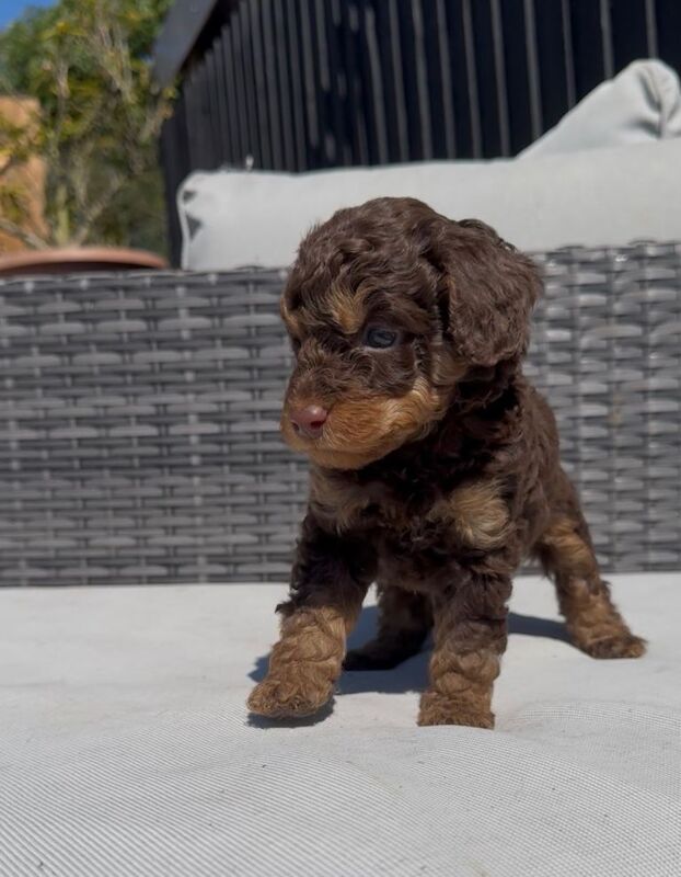Toy Phantom Poodle - Image 4 of 6