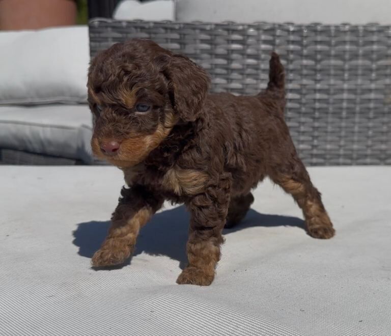 Toy Phantom Poodle - Image 5 of 6