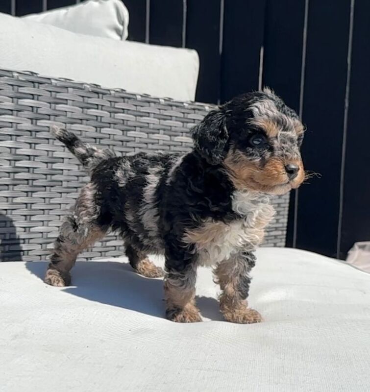Toy Phantom Poodle - Image 6 of 6
