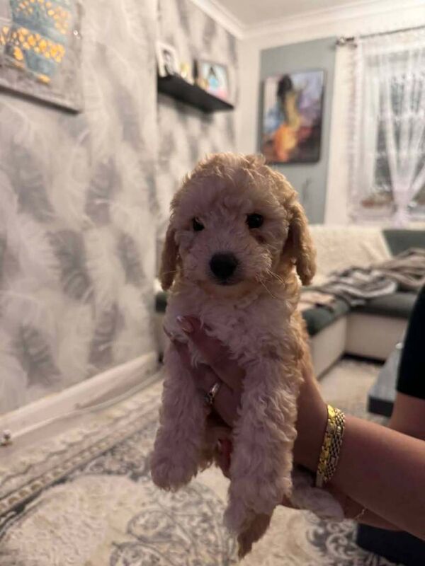 Toy poodl - Image 2 of 3