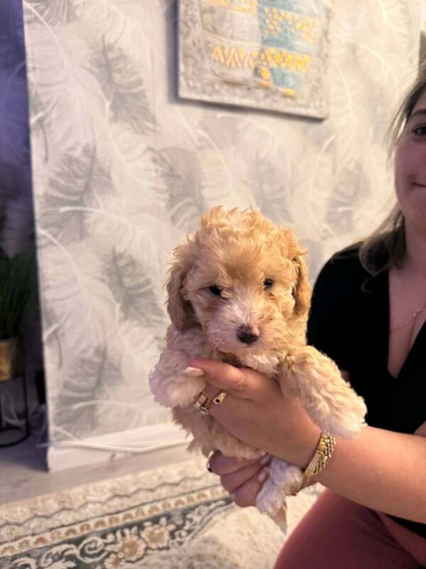 Toy poodl - Image 3 of 3