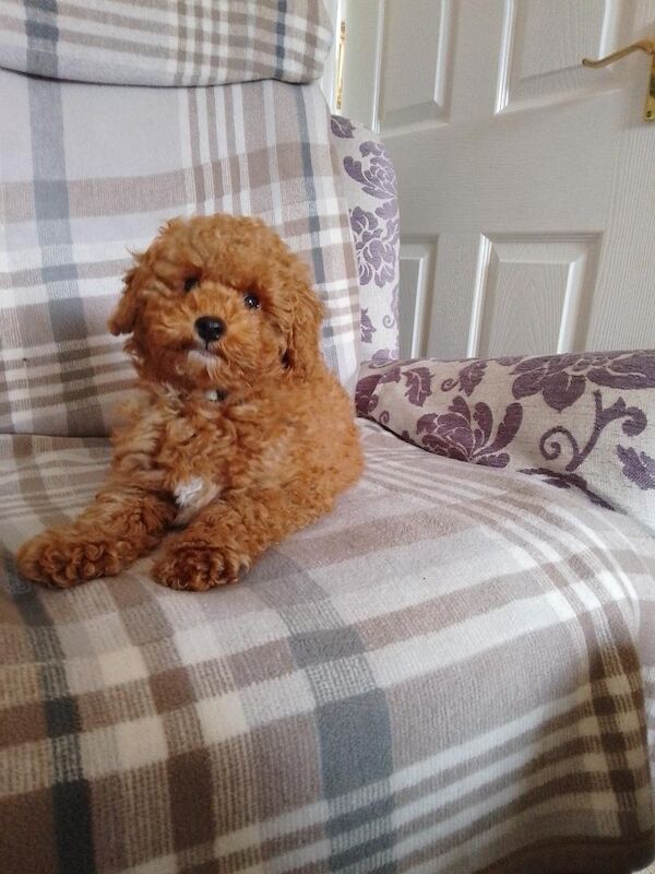 Poodle puppies for sale in Sleaford, Lincolnshire – KC registered, 4 months old