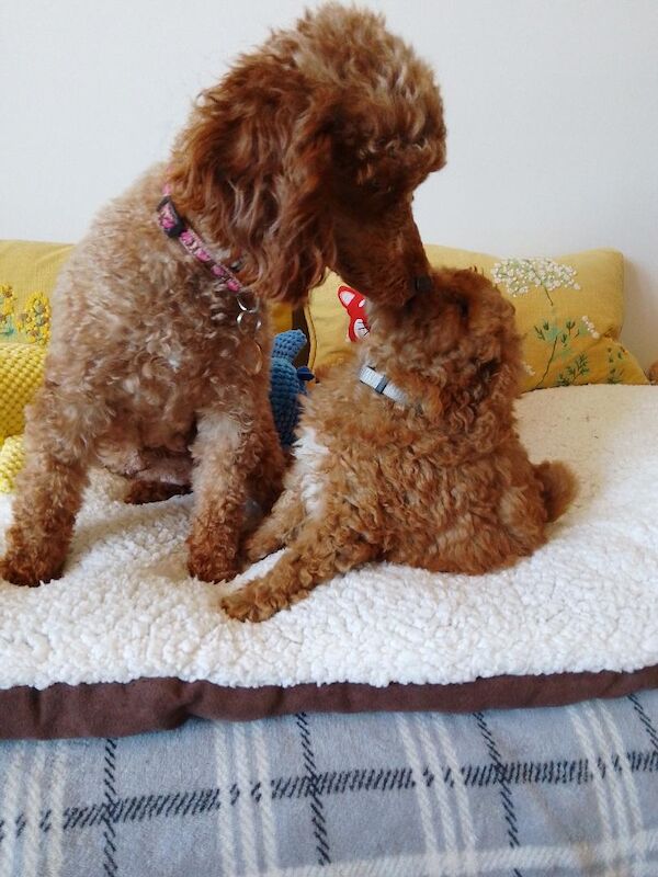 Poodle puppies for sale in Sleaford, Lincolnshire – KC registered, 4 months old - Image 2 of 6
