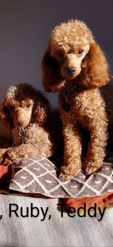 Poodle puppies for sale in Sleaford, Lincolnshire – KC registered, 4 months old - Image 3 of 6