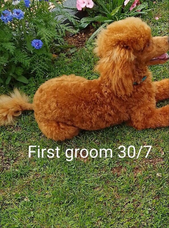 Poodle puppies for sale in Sleaford, Lincolnshire – KC registered, 4 months old - Image 4 of 6